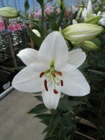 [1844 Arletta No01.JPG]